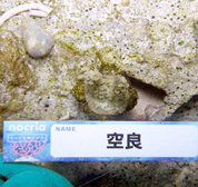 移植サンゴの写真