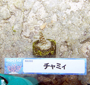 移植サンゴの写真