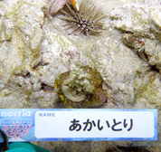 移植サンゴの写真