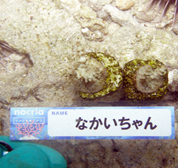 移植サンゴの写真