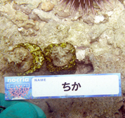 移植サンゴの写真