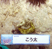 移植サンゴの写真