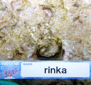 移植サンゴの写真