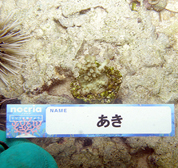 移植サンゴの写真