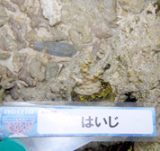 移植サンゴの写真