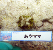 移植サンゴの写真