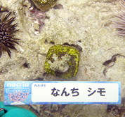 移植サンゴの写真