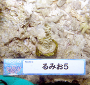 移植サンゴの写真