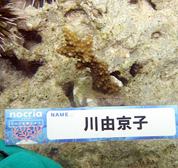 移植サンゴの写真