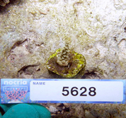 移植サンゴの写真