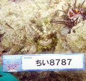 移植サンゴの写真