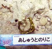 移植サンゴの写真