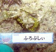 移植サンゴの写真