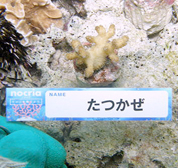 移植サンゴの写真