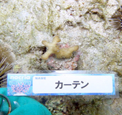 移植サンゴの写真