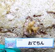 移植サンゴの写真