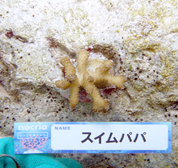 移植サンゴの写真