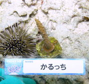 移植サンゴの写真