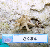 移植サンゴの写真