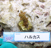 移植サンゴの写真