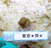 移植サンゴの写真