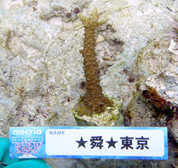 移植サンゴの写真
