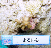 移植サンゴの写真