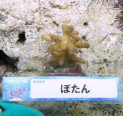 移植サンゴの写真