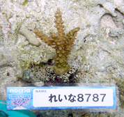 移植サンゴの写真