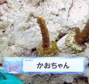 移植サンゴの写真