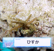 移植サンゴの写真