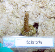 移植サンゴの写真