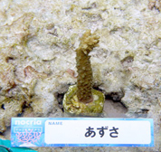 移植サンゴの写真