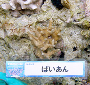 移植サンゴの写真