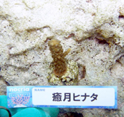 移植サンゴの写真