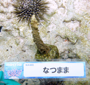 移植サンゴの写真