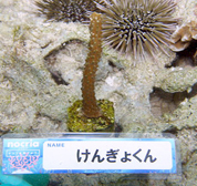 移植サンゴの写真