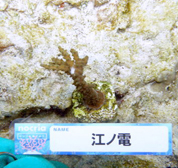 移植サンゴの写真