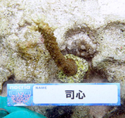 移植サンゴの写真