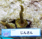 移植サンゴの写真