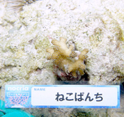 移植サンゴの写真