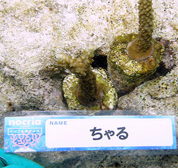 移植サンゴの写真