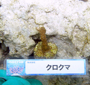移植サンゴの写真