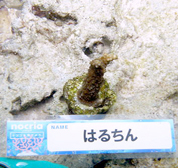 移植サンゴの写真