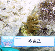 移植サンゴの写真