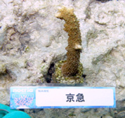 移植サンゴの写真