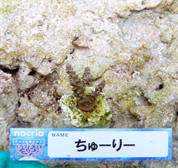 移植サンゴの写真