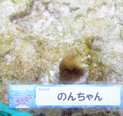 移植サンゴの写真