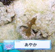 移植サンゴの写真