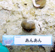 移植サンゴの写真